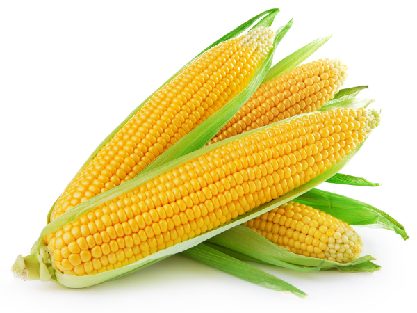 3 half peeled corn cobs on a white background
